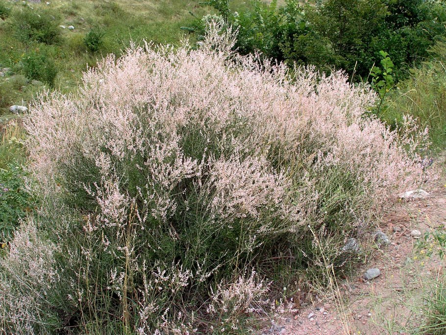 Курчавка прутьевидная