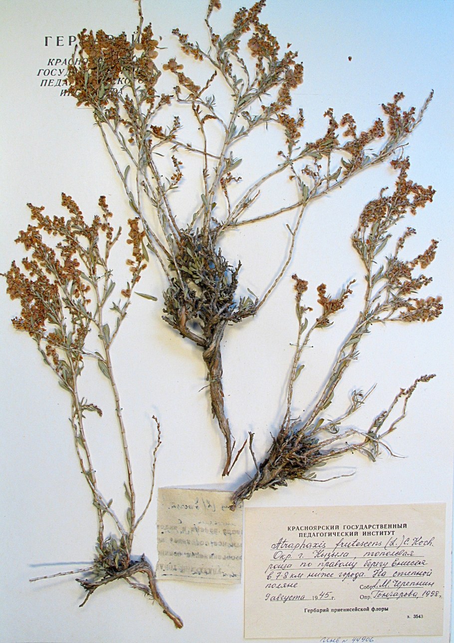 Курчавка обманчивая