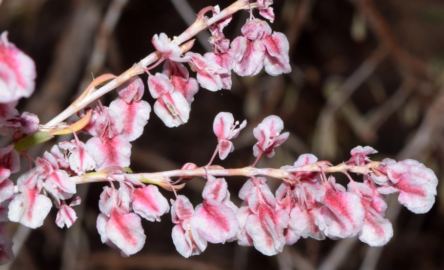 Курчавка узколистная