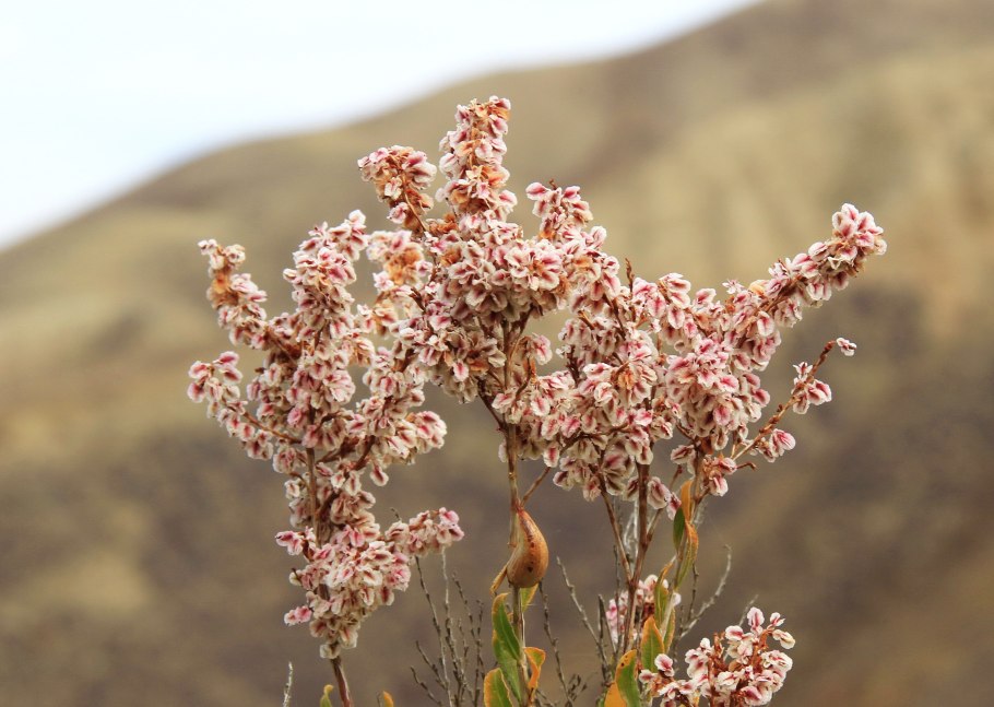 Курчавка кустарниковая (Atraphaxis frutescens (l.) k. Koch)