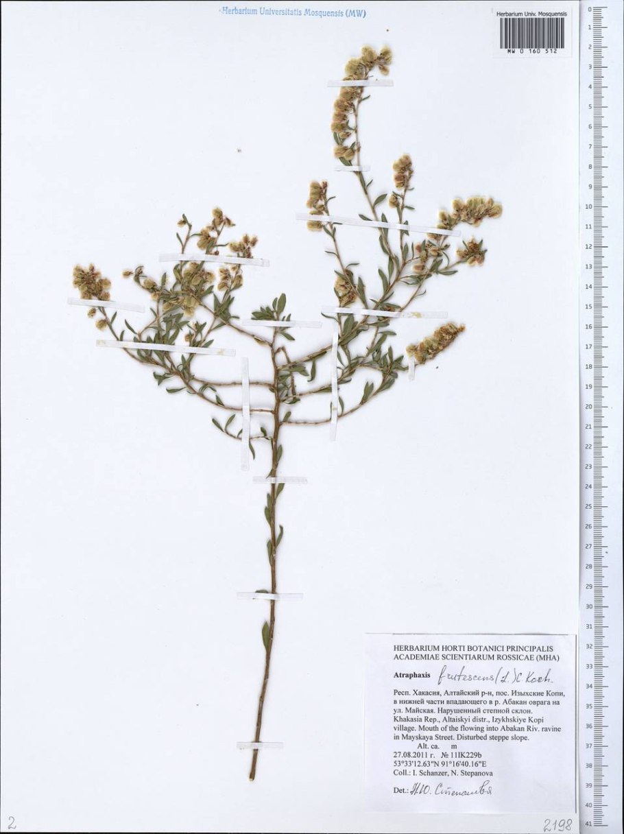 Atraphaxis daghestanica (lovelius) lovelius