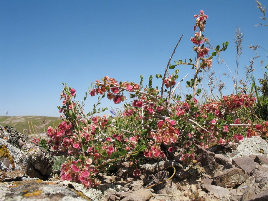Курчавка колючая