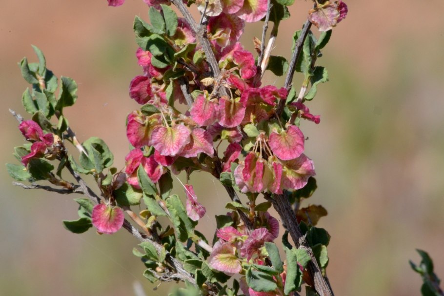 Курчавка кустарниковая (Atraphaxis frutescens (l.) k. Koch)