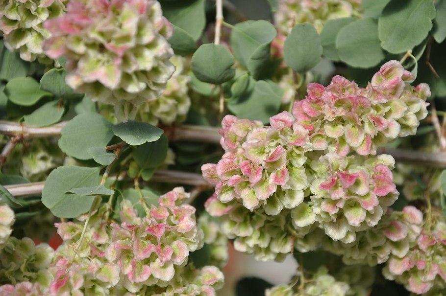 Курчавка прутьевидная