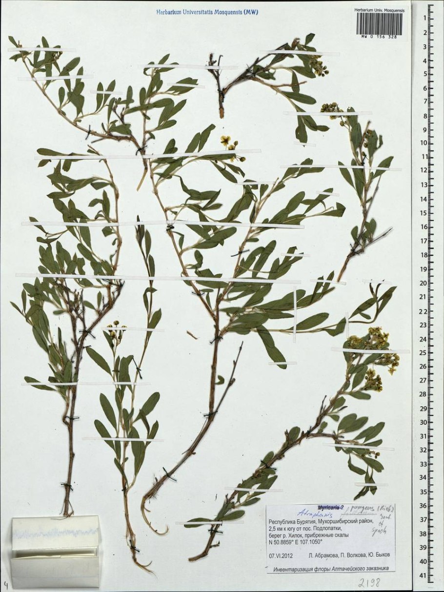 Категория:растения, впервые описанные в книге Flora taurico-Caucasica