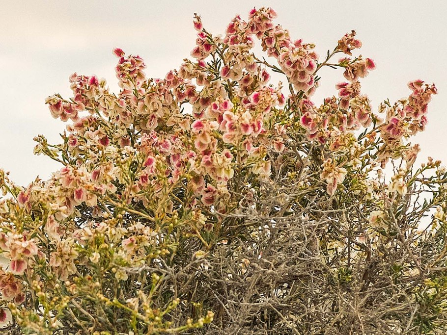 Курчавка Мушкетова