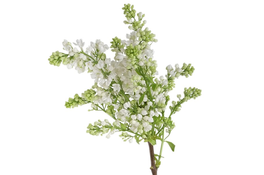 Сельскохозяйственная культура цветет розовым