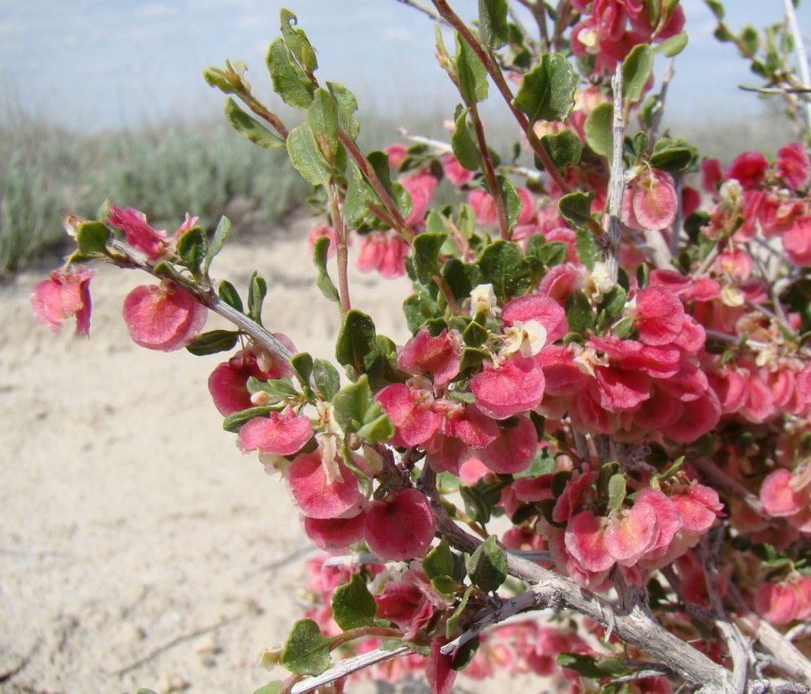 Курчавка кустарниковая (Atraphaxis frutescens (l.) k. Koch)