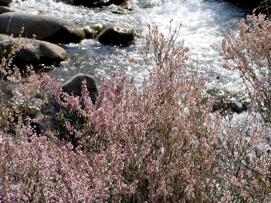 Курчавка кустарниковая