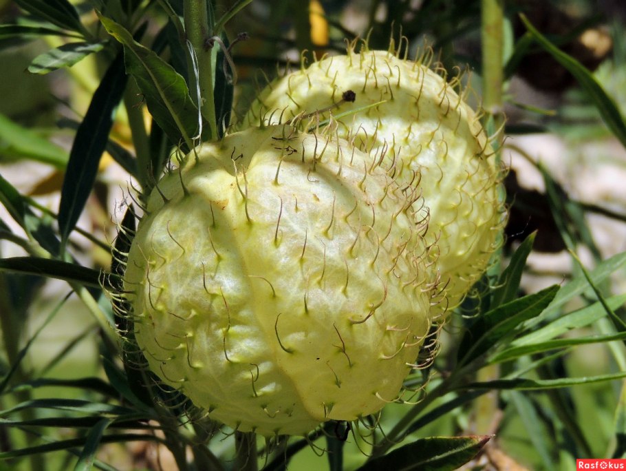 Gomphocarpus physocarpus