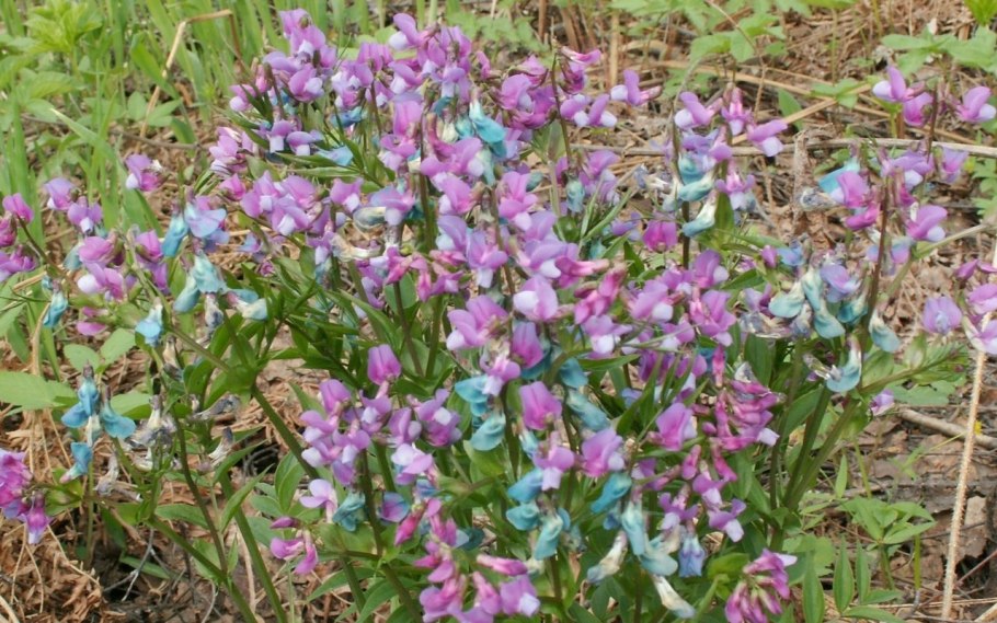 Верблюжья колючка пустыни