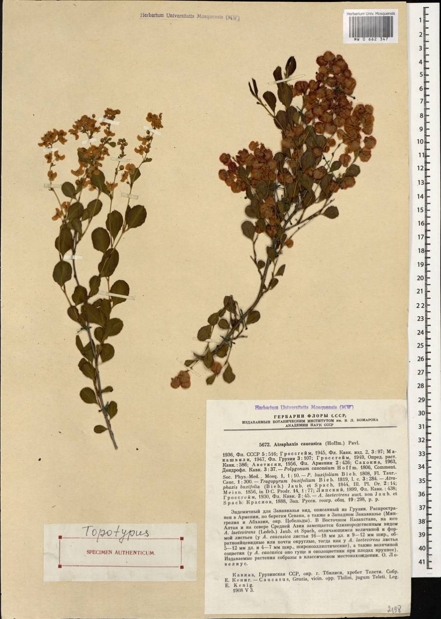 Семейство МОРИНГИЕВЫЕ (Moringuidae)