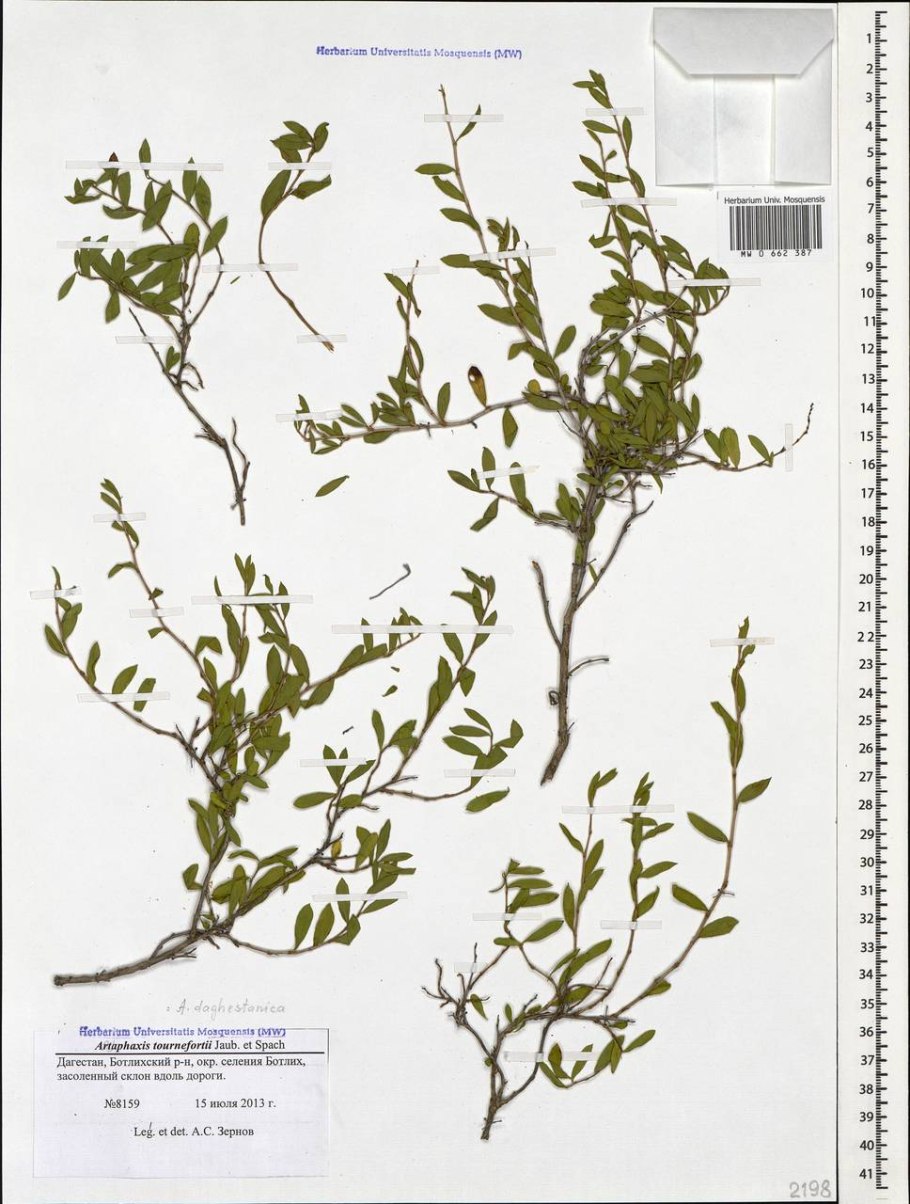 Курчавка шиповатая Atraphaxis spinosa l.