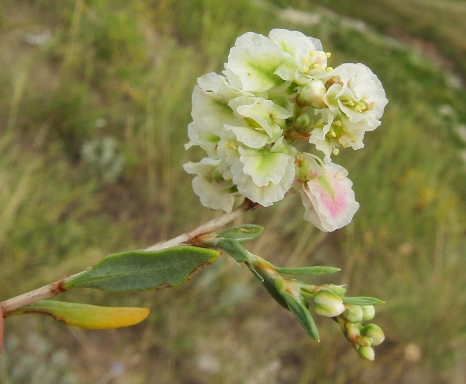 Курчавка кустарниковая