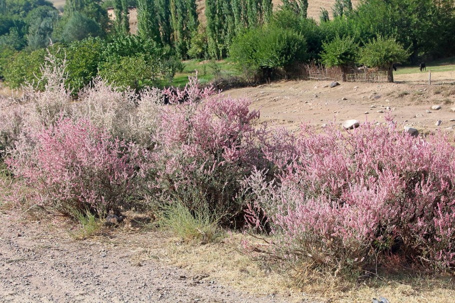 Курчавка кустарниковая