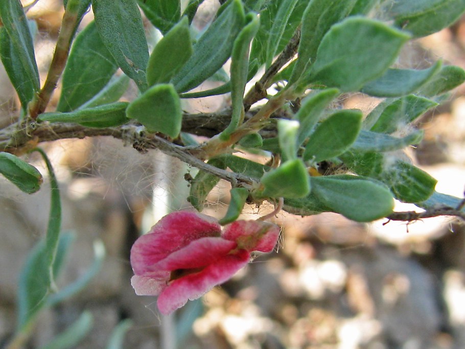 Курчавка зелёная Atraphaxis laetevirens