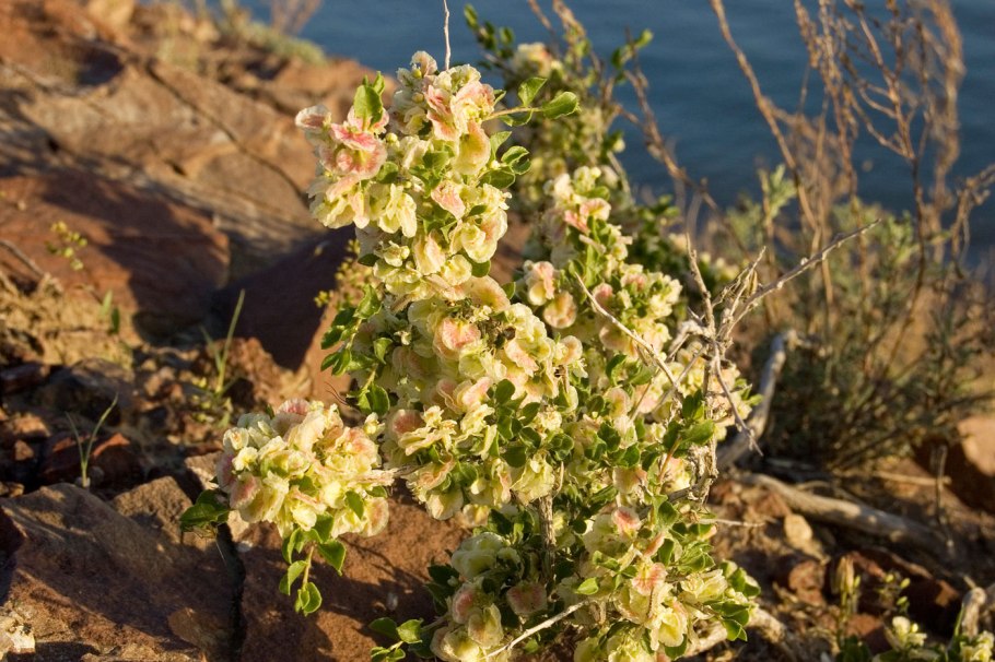 Курчавка Мушкетова