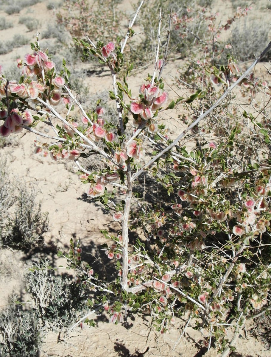 Курчавка кустарниковая