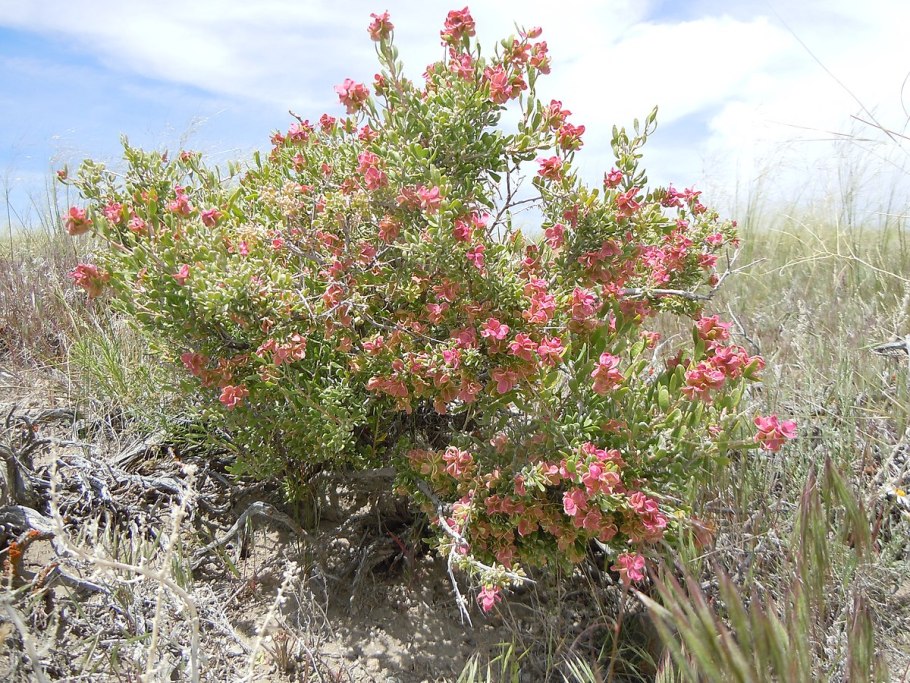 Курчавка прутьевидная