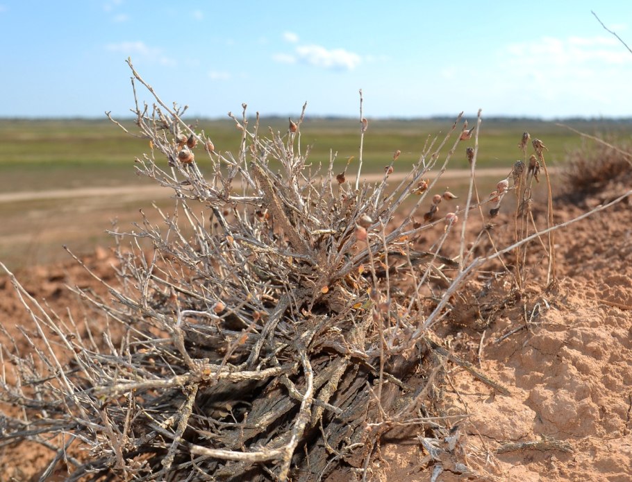 Определи растение пустыни Кислица Курчавка колючая пырей