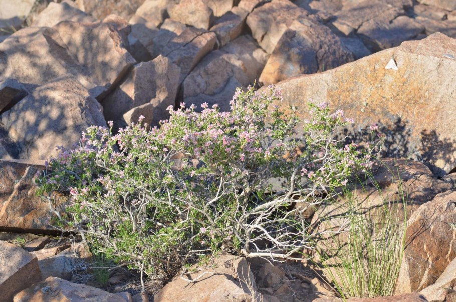 Курчавка Дагестанская