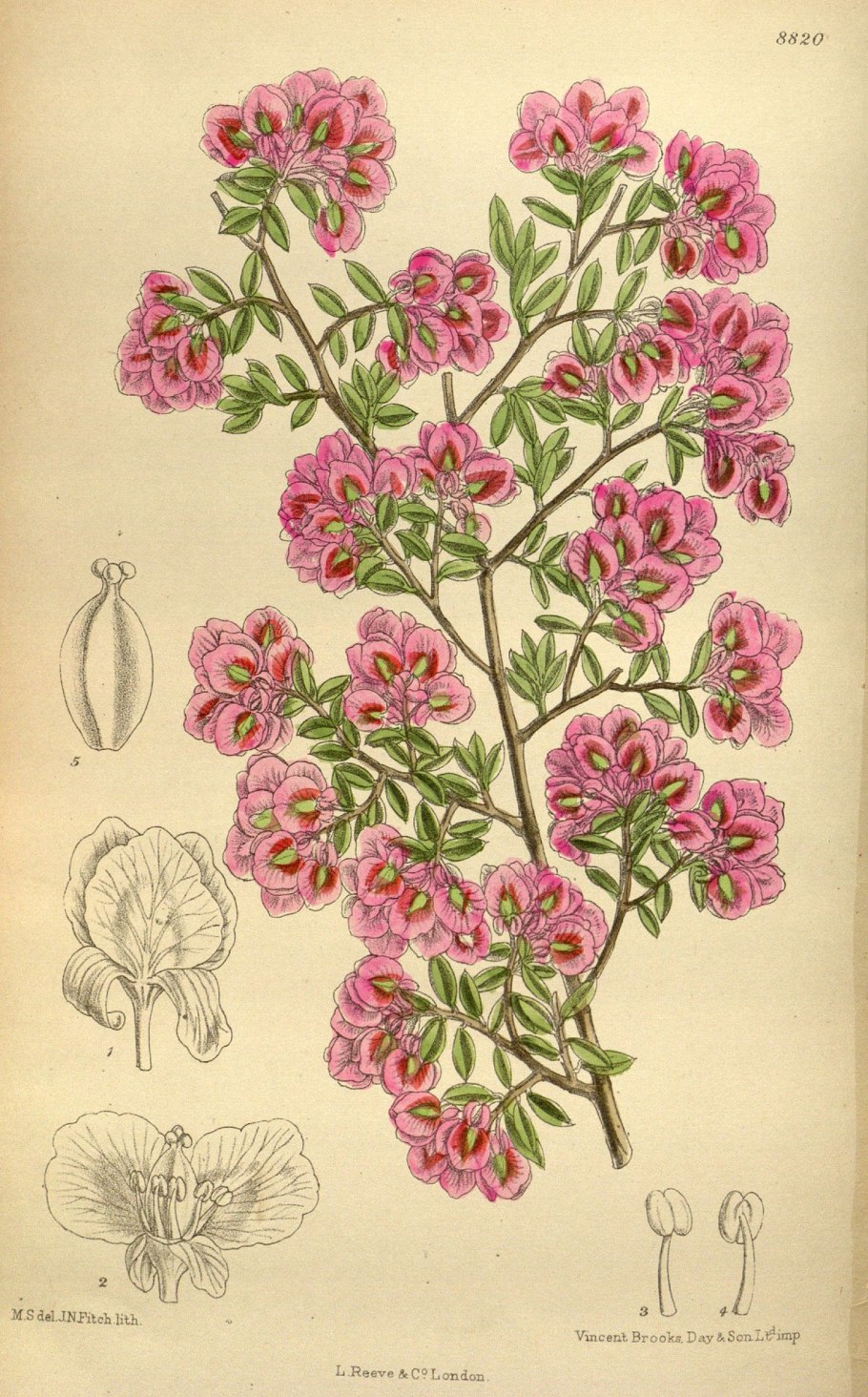 Курчавка обманчивая