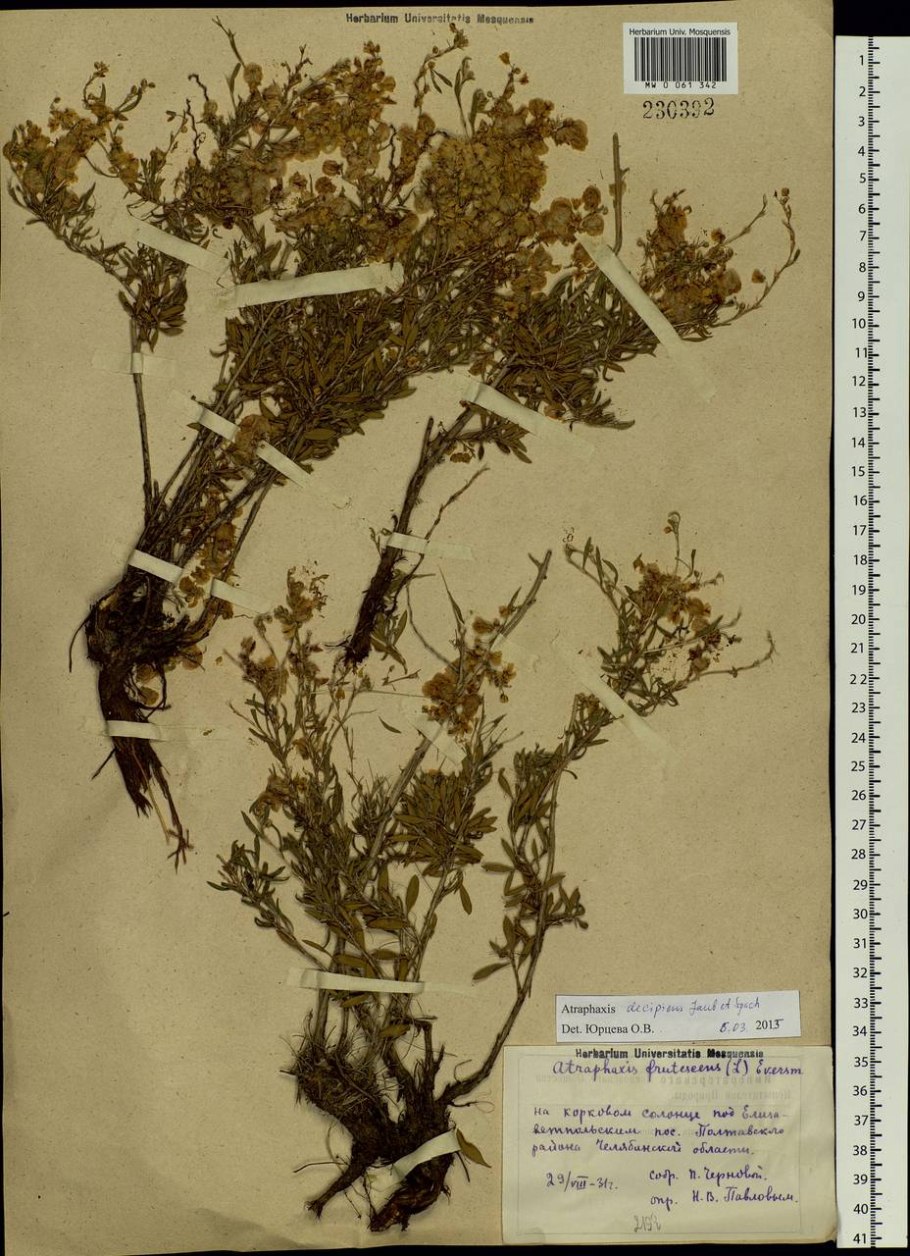 Семейство Polygonaceae представители