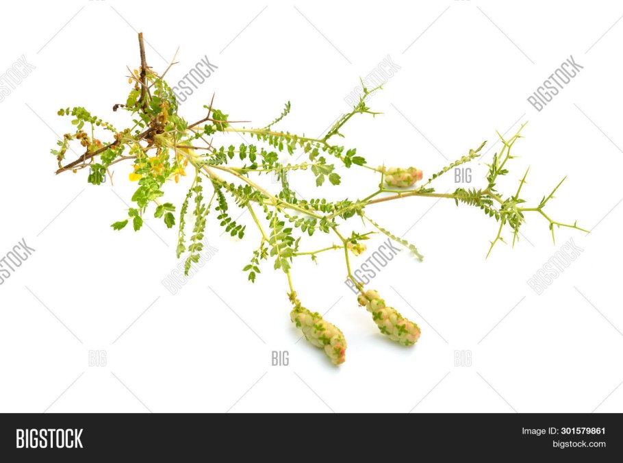 Лепесток орхидеи акварелью эскиз