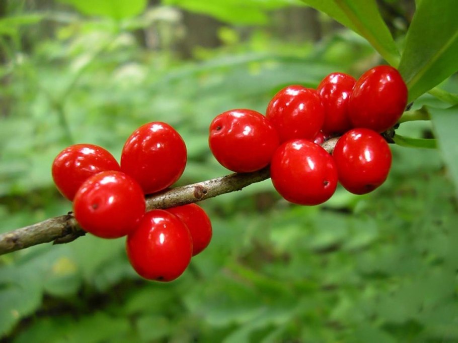 Волчеягодник обыкновенный (Daphne mezereum)