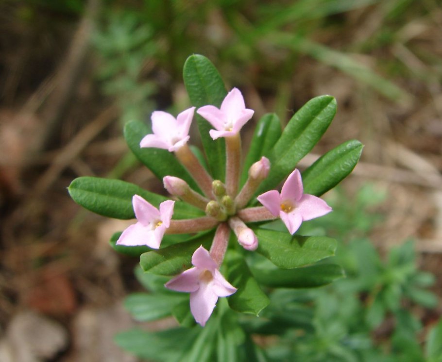 Волчеягодник Боровой