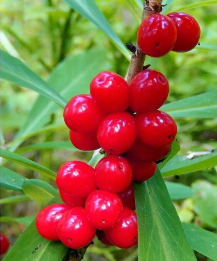 Ива ломкая Salix fragilis