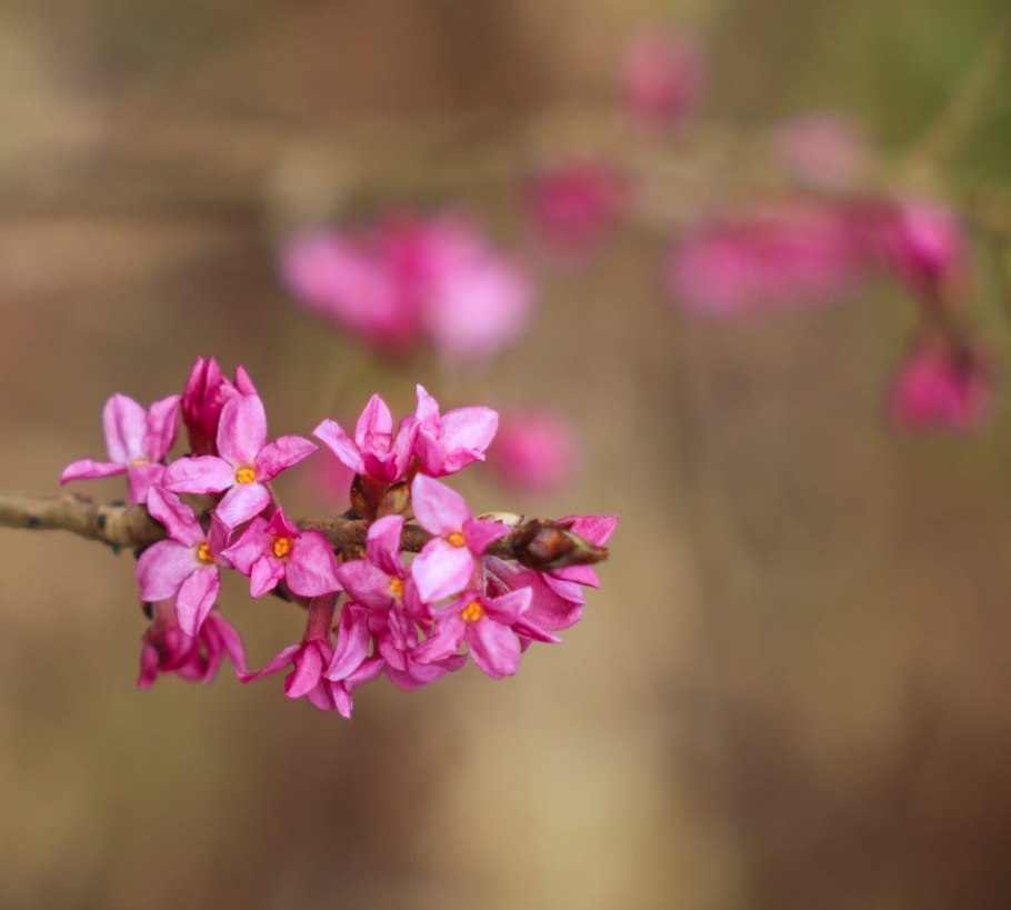 Aetoxylon sympetalum Thymelaeaceae