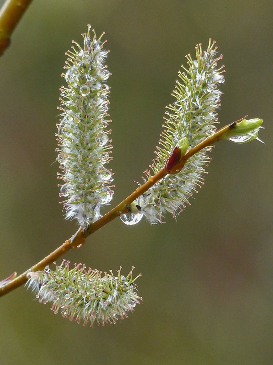 Волчеягодник обыкновенный