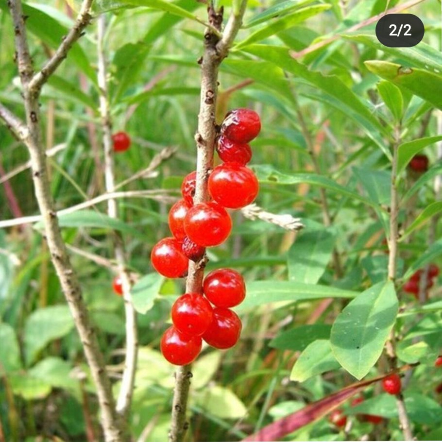 Волчий лыко