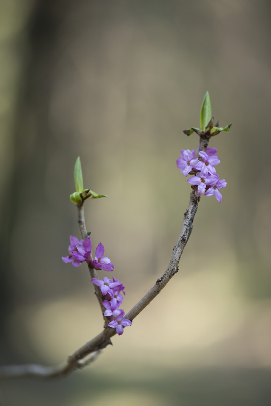 Daphne mezereum