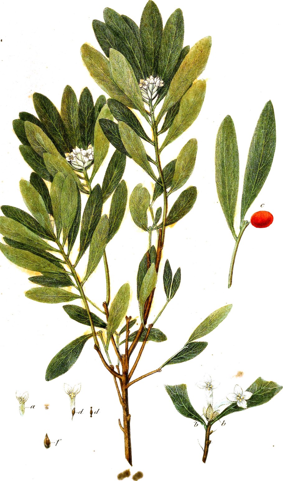 Волчеягодник душистый