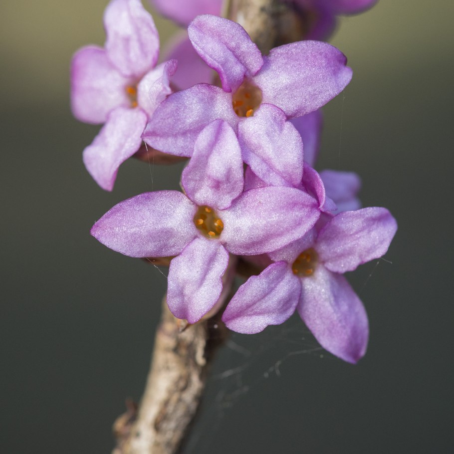 Daphne glomerata