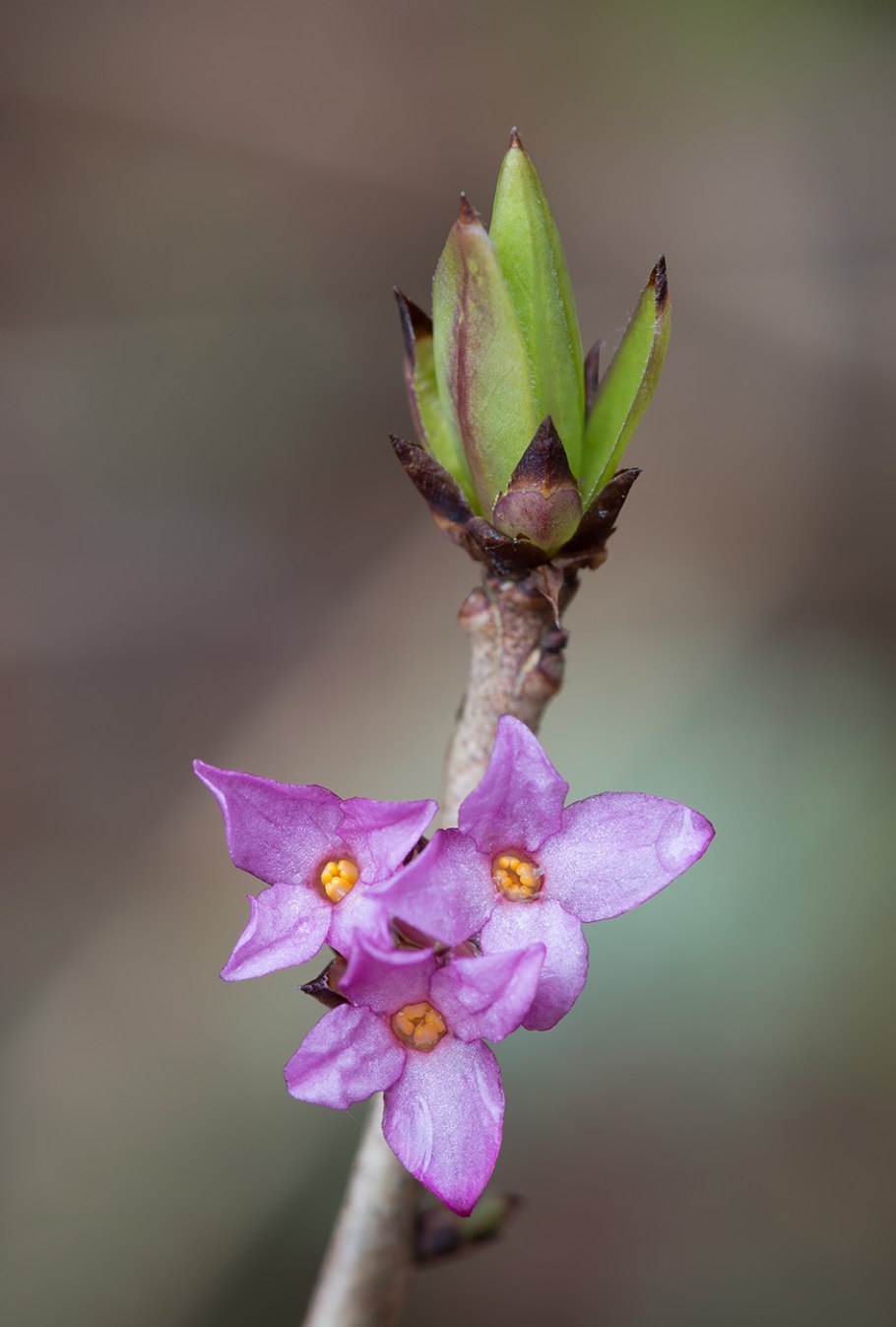 Волчеягодник обыкновенный (Dаphne mezеreum