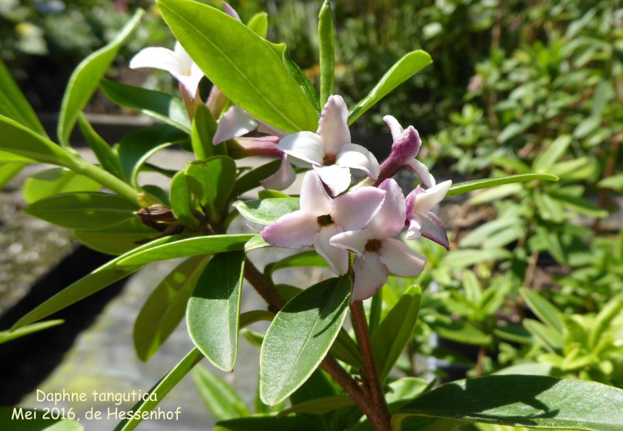 Волчеягодник Крымский