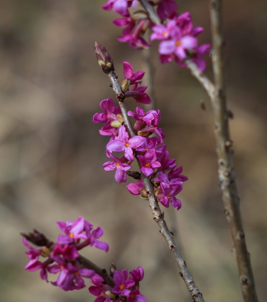 Дафна Волчеягодник душистый