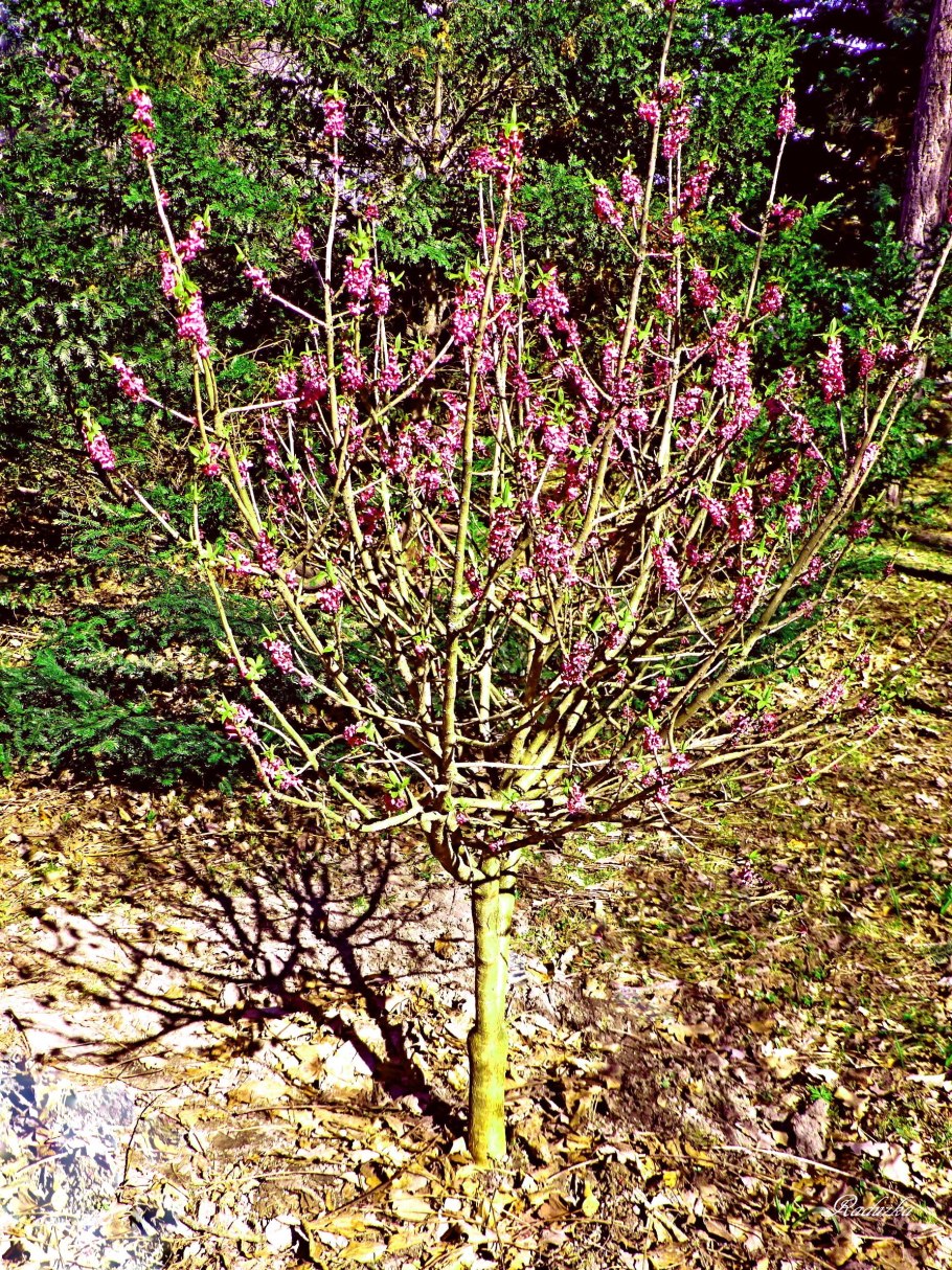 Фото Волчеягодник Дафны Юлии Кустодиевой