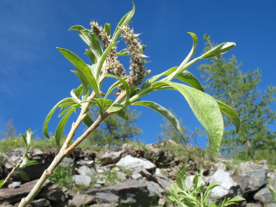 Salix bebbiana