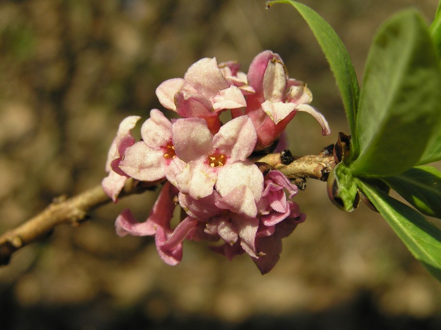 Дафна волчеягодник