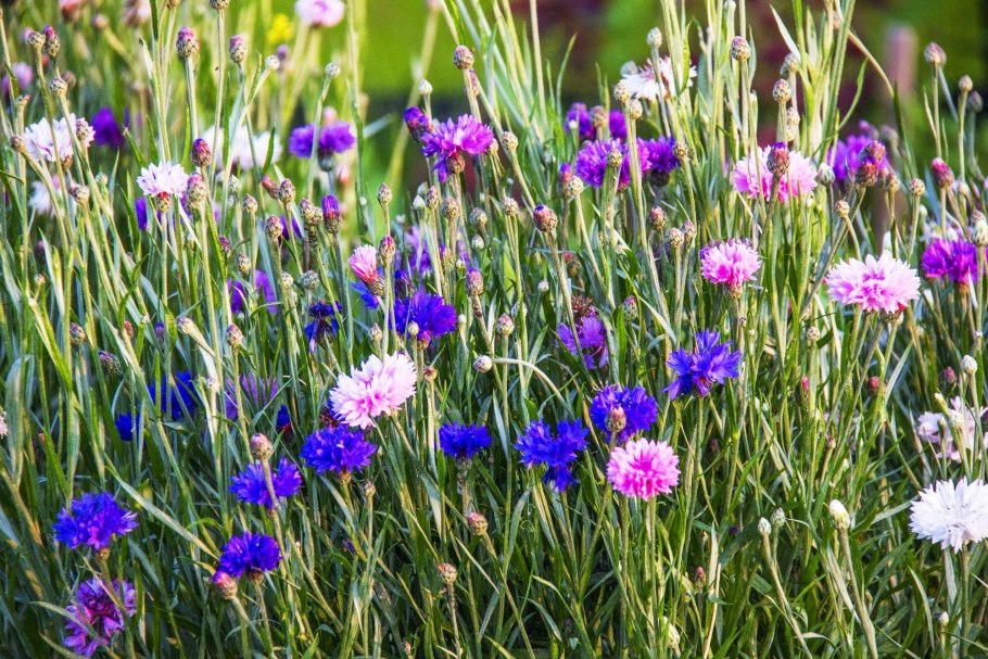 Василёк Придунайский