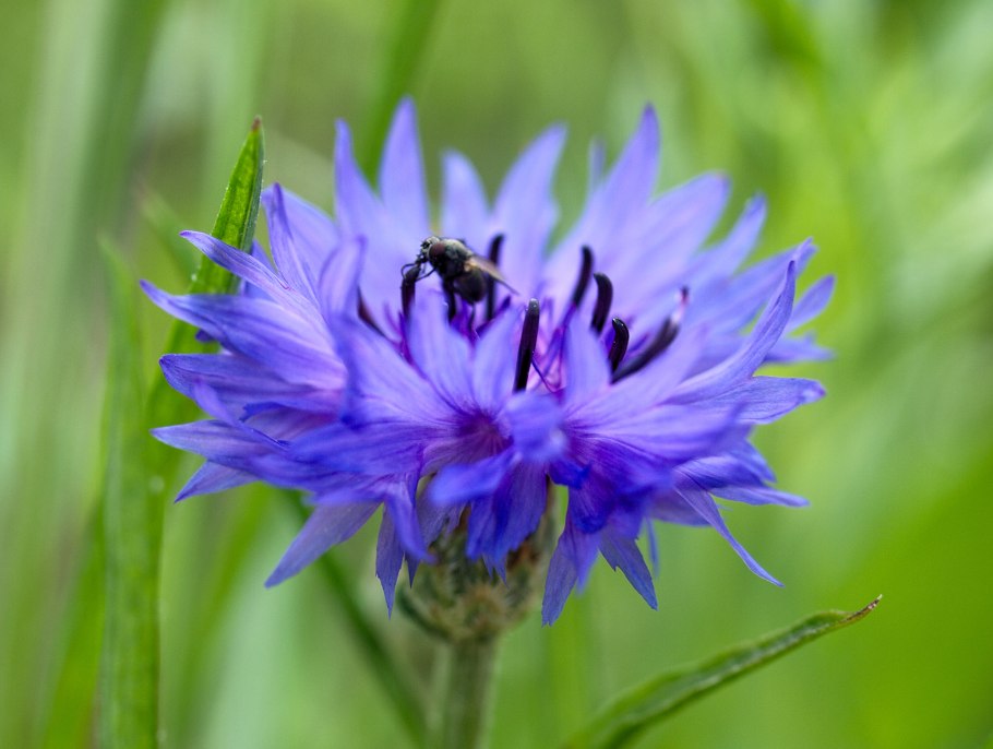 Василек кавказский