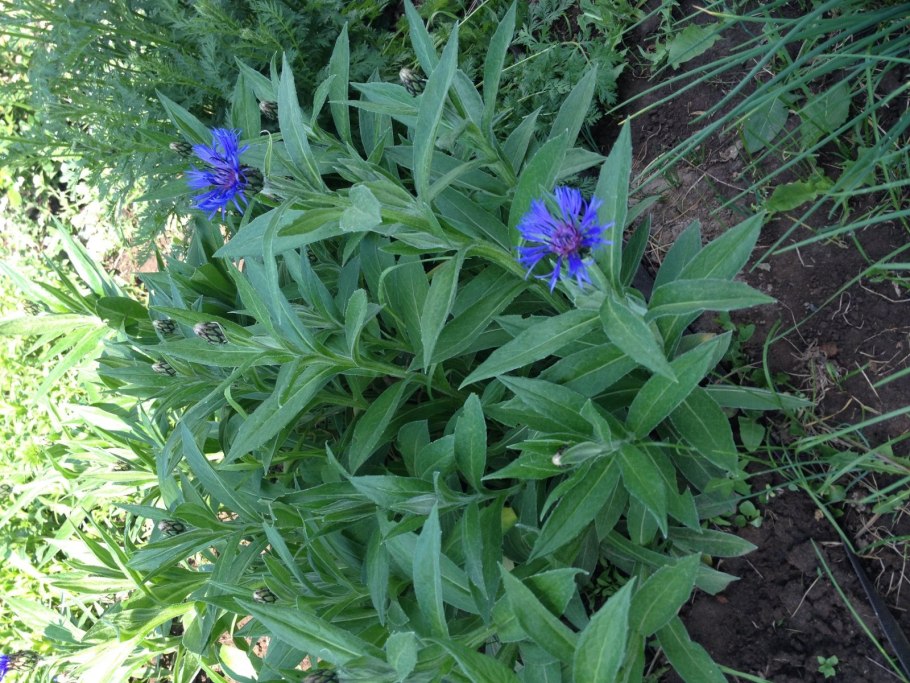 Василёк Боровой