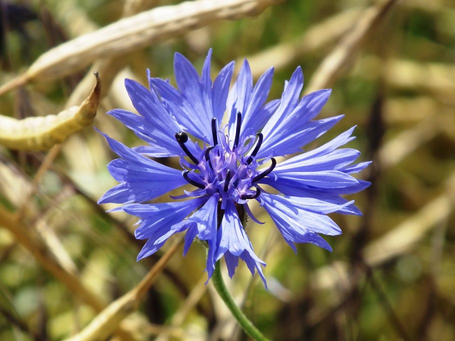 Василёк Сумский Centaurea