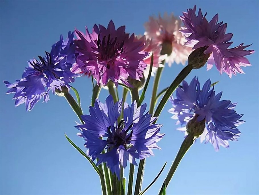 Василек боровой