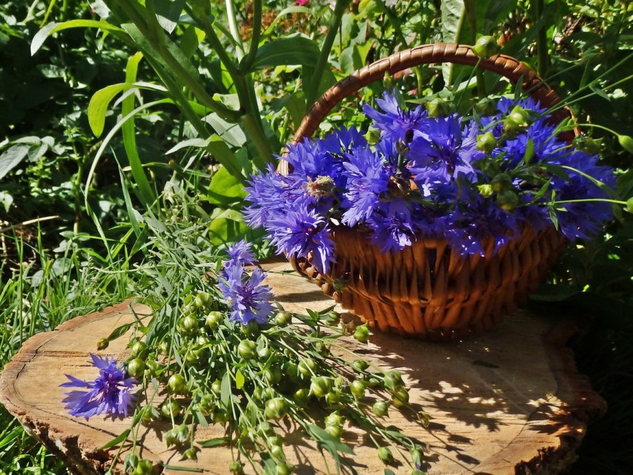 Цветник Астра Василек колокольчик