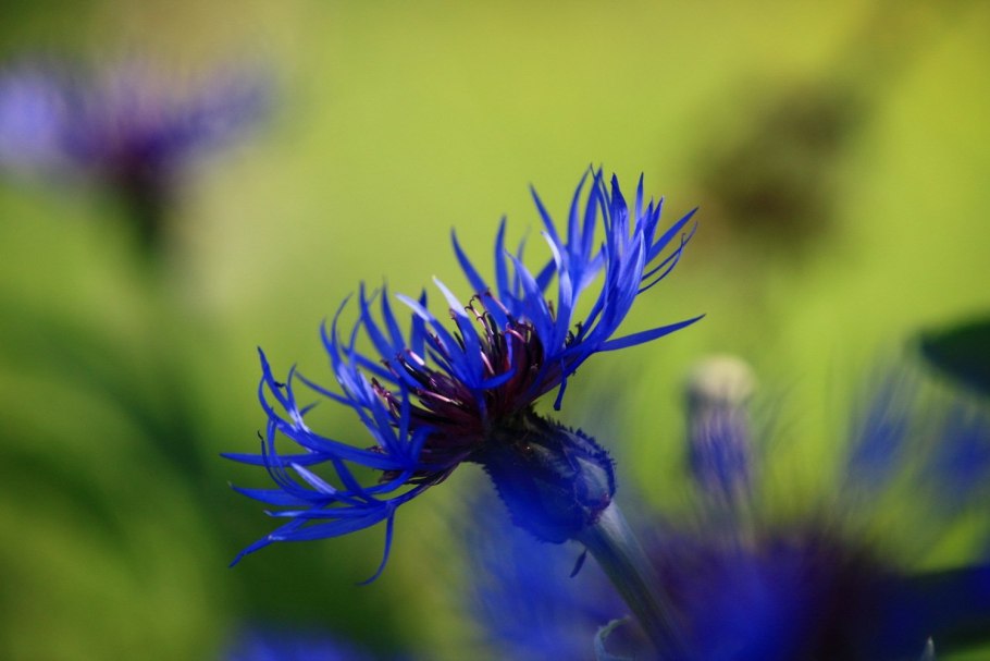 Василек цветок сиреневый